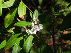 Trembleya parviflora
