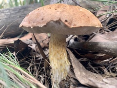 Austroboletus lacunosus