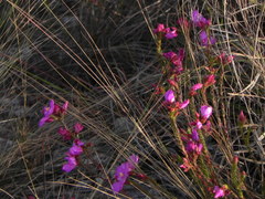 Lavoisiera
