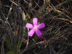 Lavoisiera