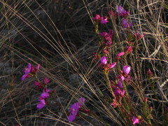 Lavoisiera