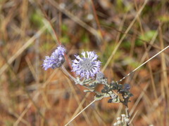 Cyanocephalus lippioides