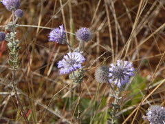 Cyanocephalus lippioides