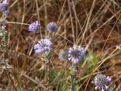 Cyanocephalus lippioides