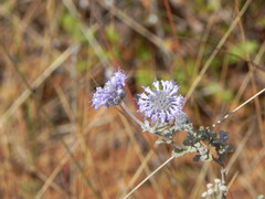 Cyanocephalus lippioides