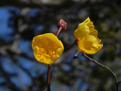 Cochlospermum