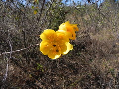 Cochlospermum