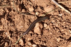 Ommatoiulus sabulosus aimatopodus