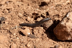 Ommatoiulus sabulosus aimatopodus