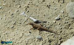 Pristurus rupestris rupestris