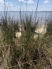 Juncus roemerianus