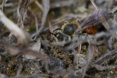 Andrena erythrogaster