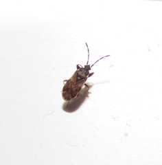 Taphropeltus nervosus