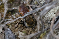 Andrena erythrogaster