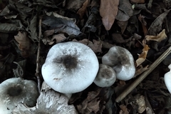 Agaricus moelleroides