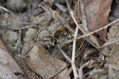 Andrena erythrogaster