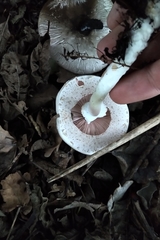 Agaricus moelleroides