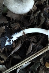 Agaricus moelleroides