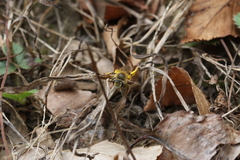 Andrena erythrogaster