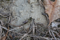Andrena erythrogaster