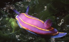 Felimida macfarlandi