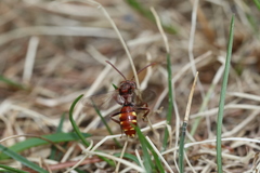 Nomada maculata