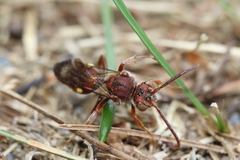 Nomada maculata
