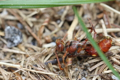 Nomada maculata