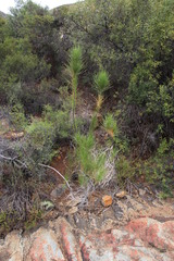 Anginon difforme