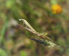 Pleurota pyropella