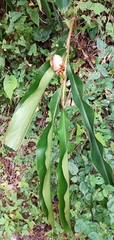 Alpinia sessiliflora