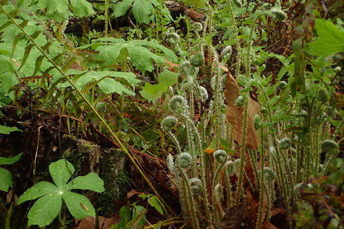 Polystichum acrostichoides