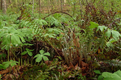 Polystichum acrostichoides