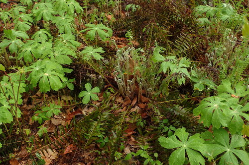 Polystichum acrostichoides