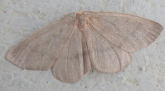 Lambdina pellucidaria