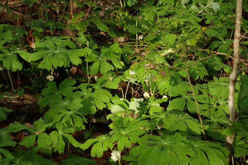 Podophyllum peltatum