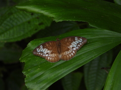Adoliadini