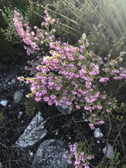 Erica ericoides