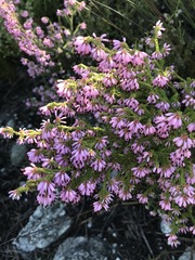 Erica ericoides