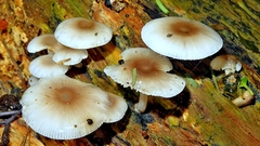 Mycena margarita