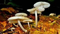 Mycena margarita