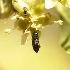 Bilyaxia concinna