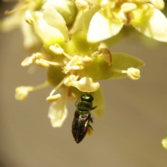 Bilyaxia concinna