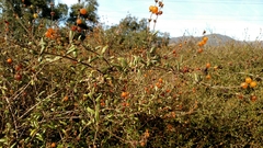 Lonicera subspicata subspicata