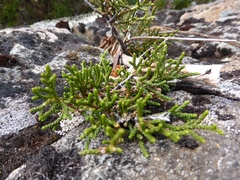 Pherosphaera hookeriana