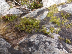 Pherosphaera hookeriana