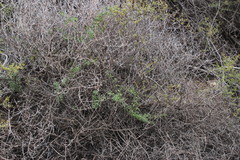 Galium capense namaquense