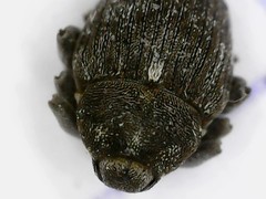 Glocianus