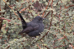 Cercotrichas podobe