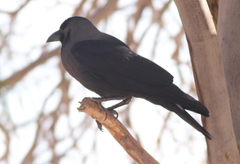 Corvus splendens